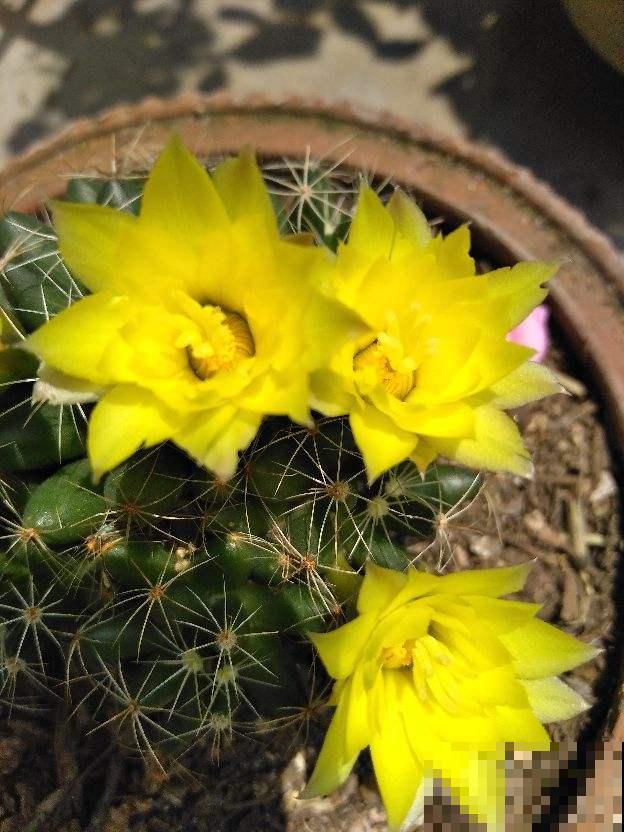 懒人也能养好的仙人球,开的花比长寿花还多,美观好看 懒人也能养好的仙人球,开的花比长寿花还多,美观好看