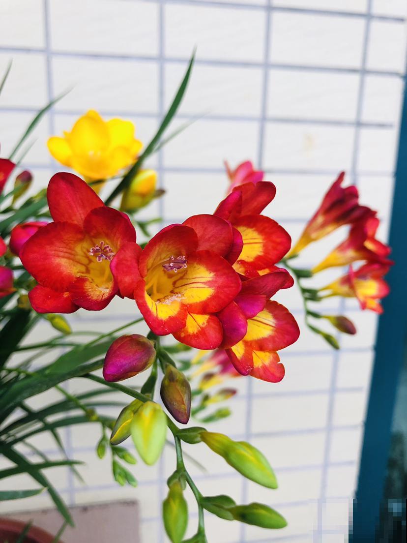 秋冬时节入手5种花，花开不断惹人爱，家里也变小花园