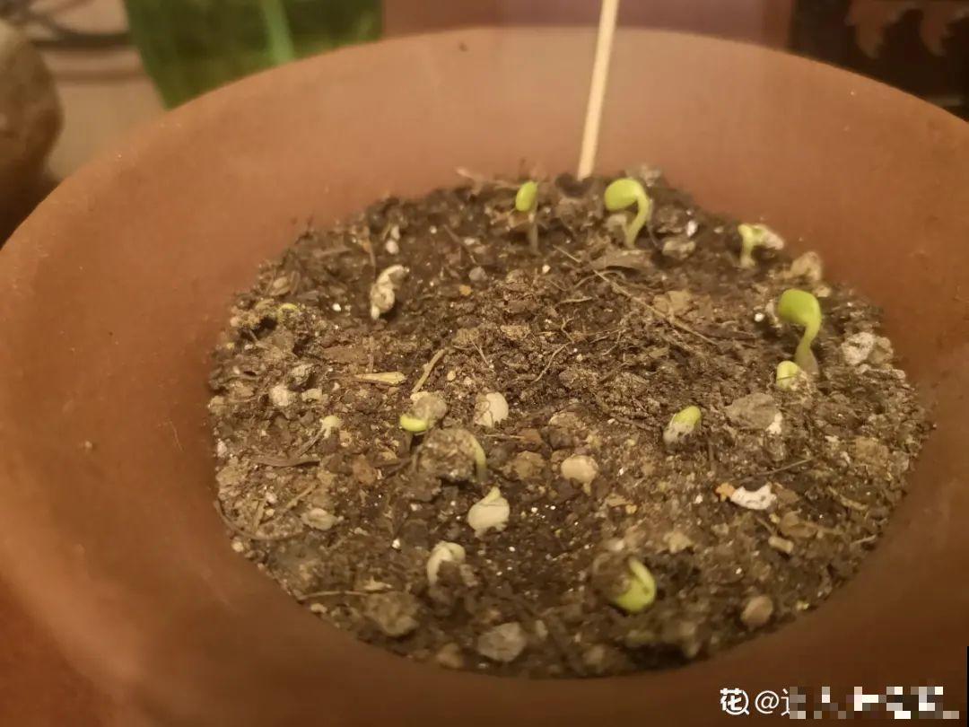 草花播种前，学会6个小妙招，全部都能活，齐刷刷冒新芽！