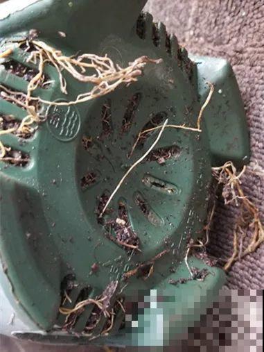 花量巨大的法国香水,被称作开花界“航空母舰”,花期能有大半年 花量巨大的法国香水,被称作开花界“航空母舰”,花期能有大半年