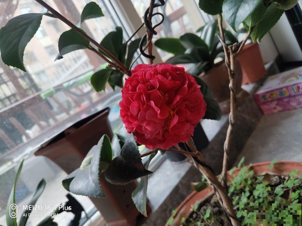 最适合养家里的6种“福气花”，再不买，价格就要涨一倍