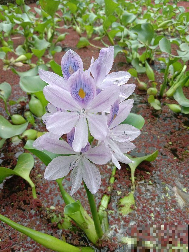 5种入侵植物,看到就赶紧拔掉,留着就是大祸害 5种入侵植物,看到就赶紧拔掉,留着就是大祸害