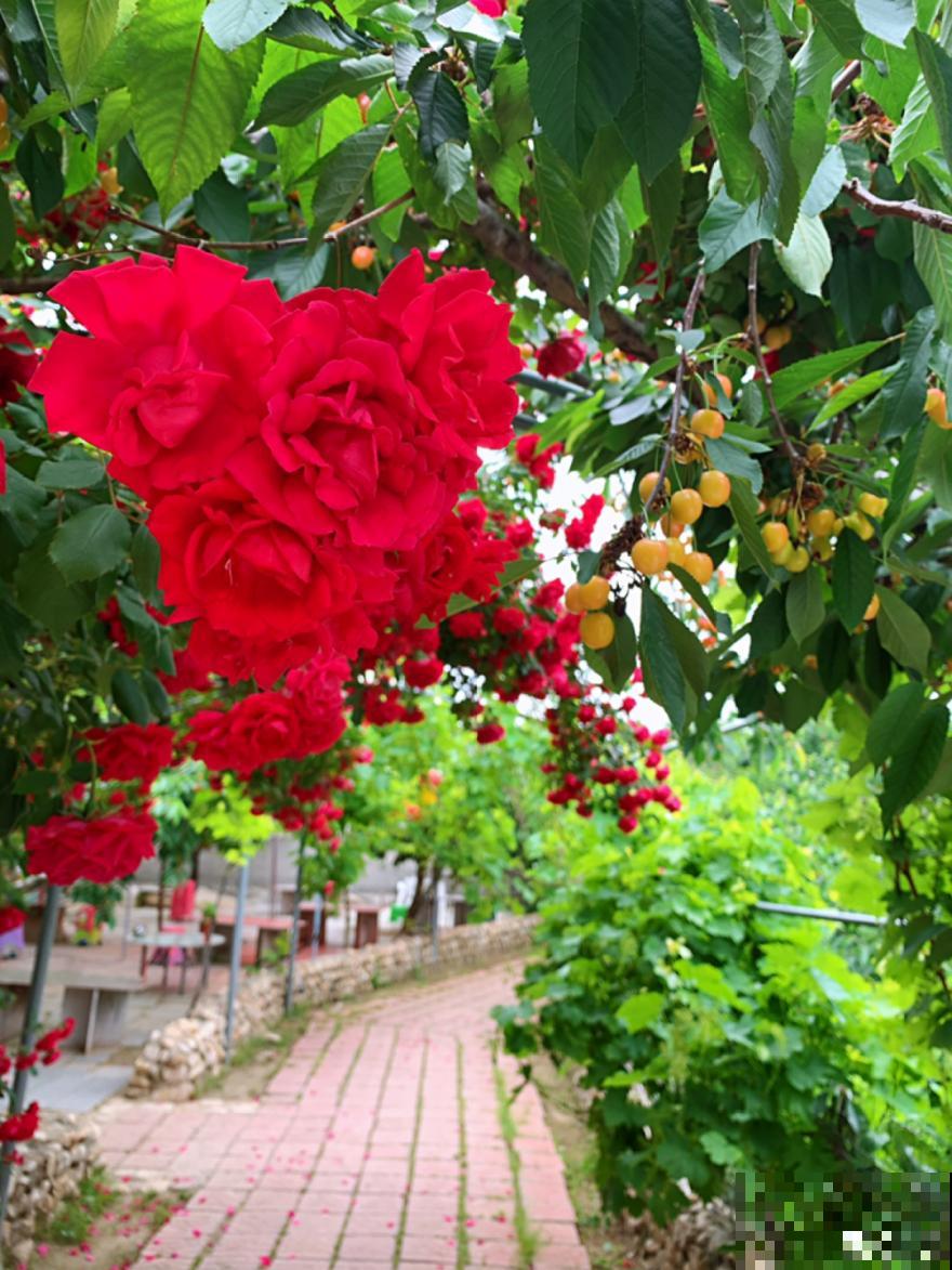 带着父母回农村，把老院子种满花，过简单生活