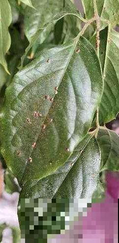 杀虫的好时机到了，要想虫卵一窝端，得在土里铺一层“小东西”