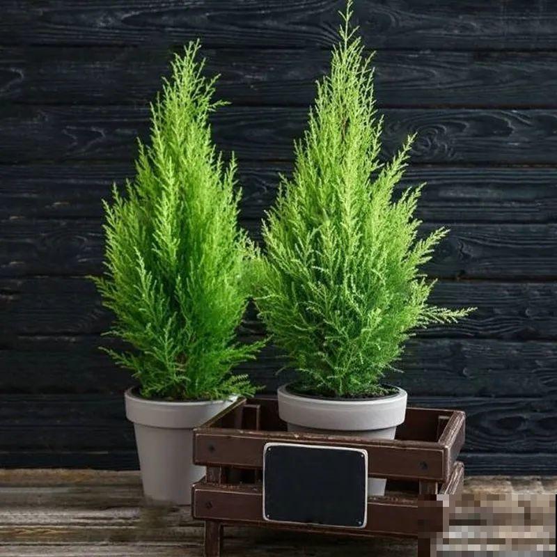 家里养一盆小香松,芬芳满室,满屋子都是高级香水味 家里养一盆小香松,芬芳满室,满屋子都是高级香水味