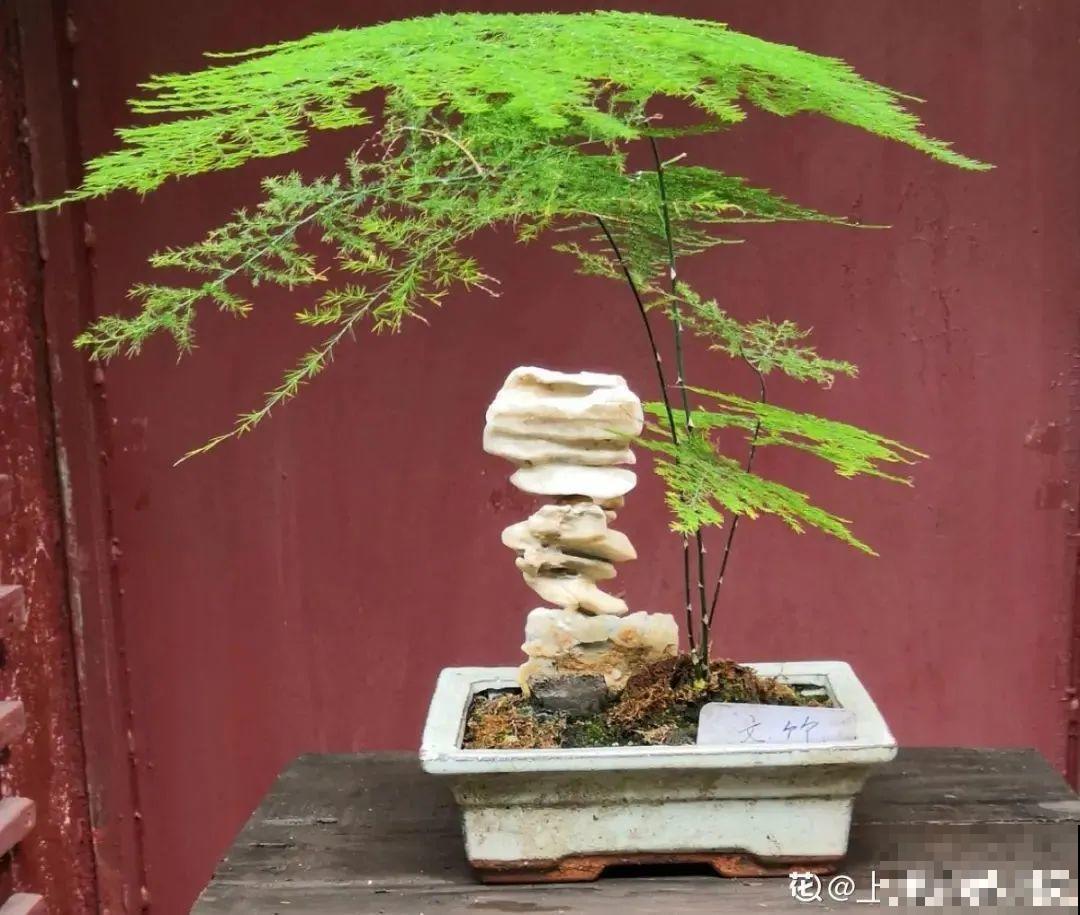 人养花，花也养人，家里养这10种花，越养越健康