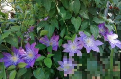 蟹爪兰、长寿花僵苗,必须掐几下,重新换盆养! 蟹爪兰、长寿花僵苗,必须掐几下,重新换盆养!