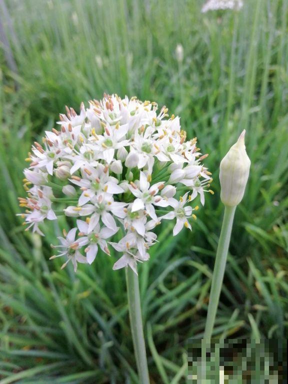 不到100块穷装院子,种了满院子蔬菜,这下省了买菜钱 不到100块穷装院子,种了满院子蔬菜,这下省了买菜钱