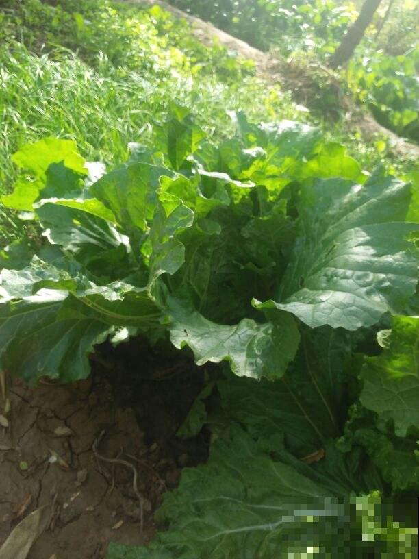 跟婆婆吵一架,婆婆死活不让孩子做农活,到底是养孩子还是养祖宗 跟婆婆吵一架,婆婆死活不让孩子做农活,到底是养孩子还是养祖宗