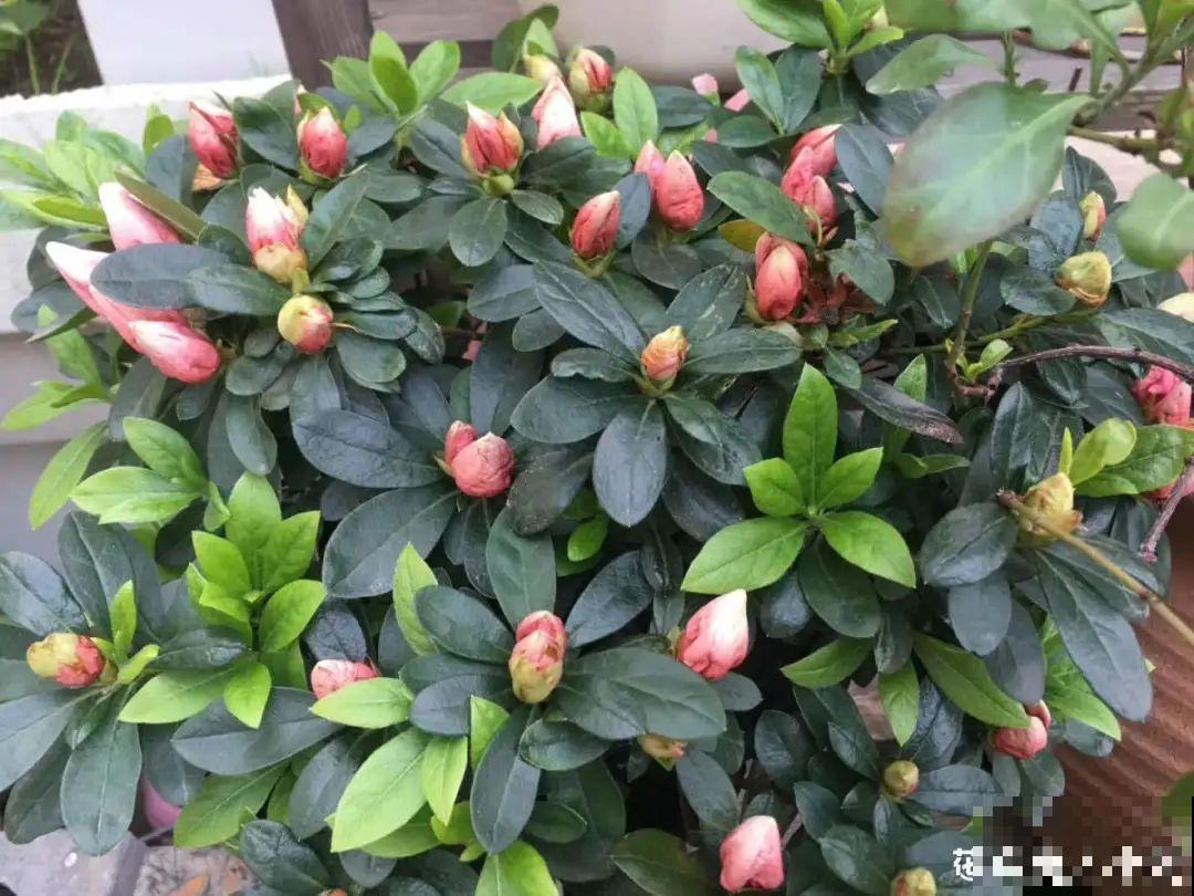 养花一直不开花,给他套个黑塑料袋,花苞呼呼冒 养花一直不开花,给他套个黑塑料袋,花苞呼呼冒