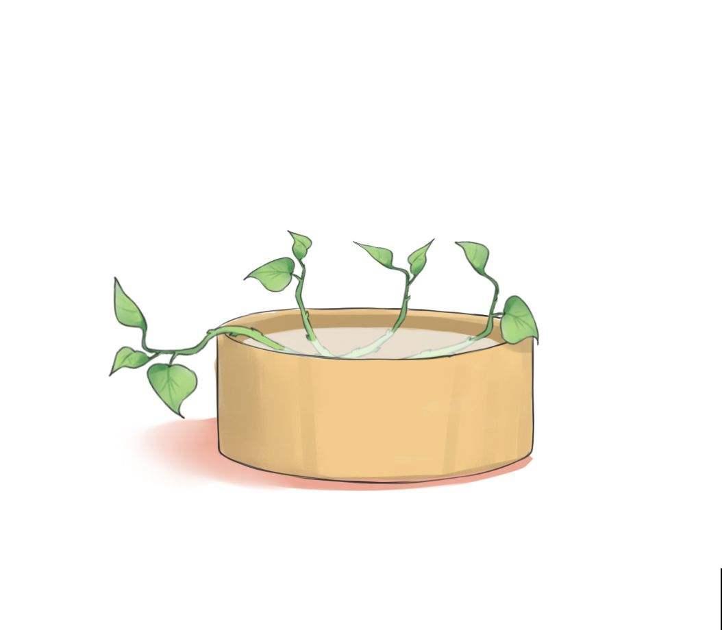 养花交过的智商税，8年资深花农告知你，这5点坑了你不少钱