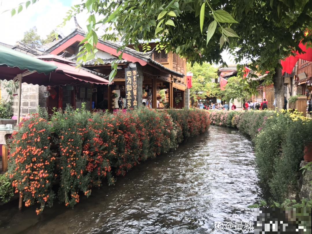 一盆菊花一万二，能开出七个颜色，真是少见