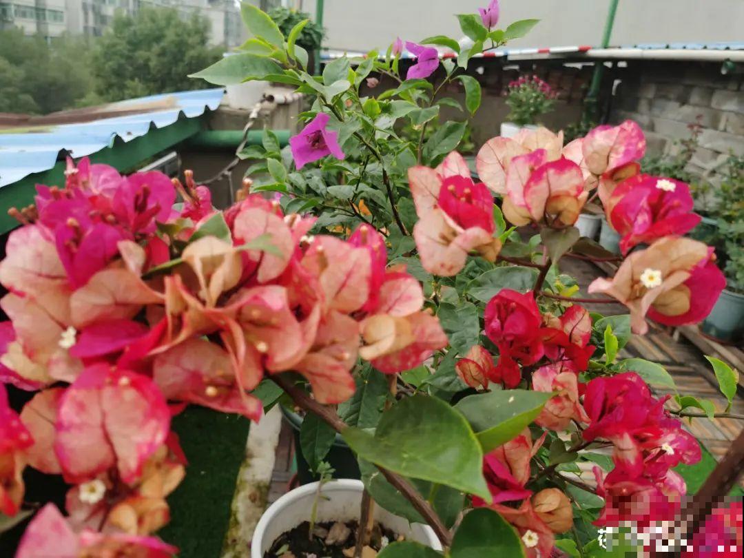 9种花，冬天狠心剪一刀，剪对了明年妥妥爆花