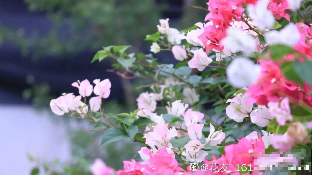 6种花好养活，超适合新手，养护看这篇就够了