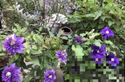 蟹爪兰、长寿花僵苗,必须掐几下,重新换盆养! 蟹爪兰、长寿花僵苗,必须掐几下,重新换盆养!