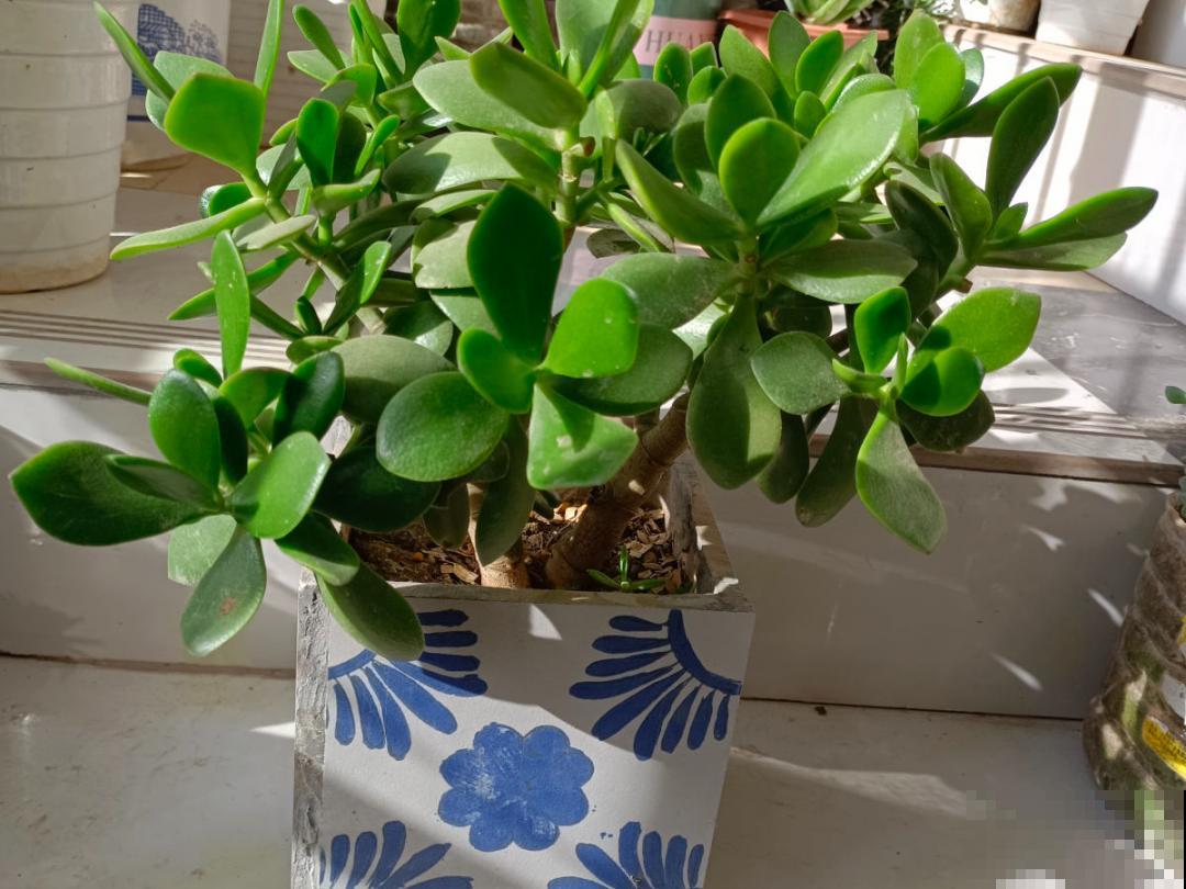 温度低于8度,8种花断水、断肥,明年开花更多 温度低于8度,8种花断水、断肥,明年开花更多