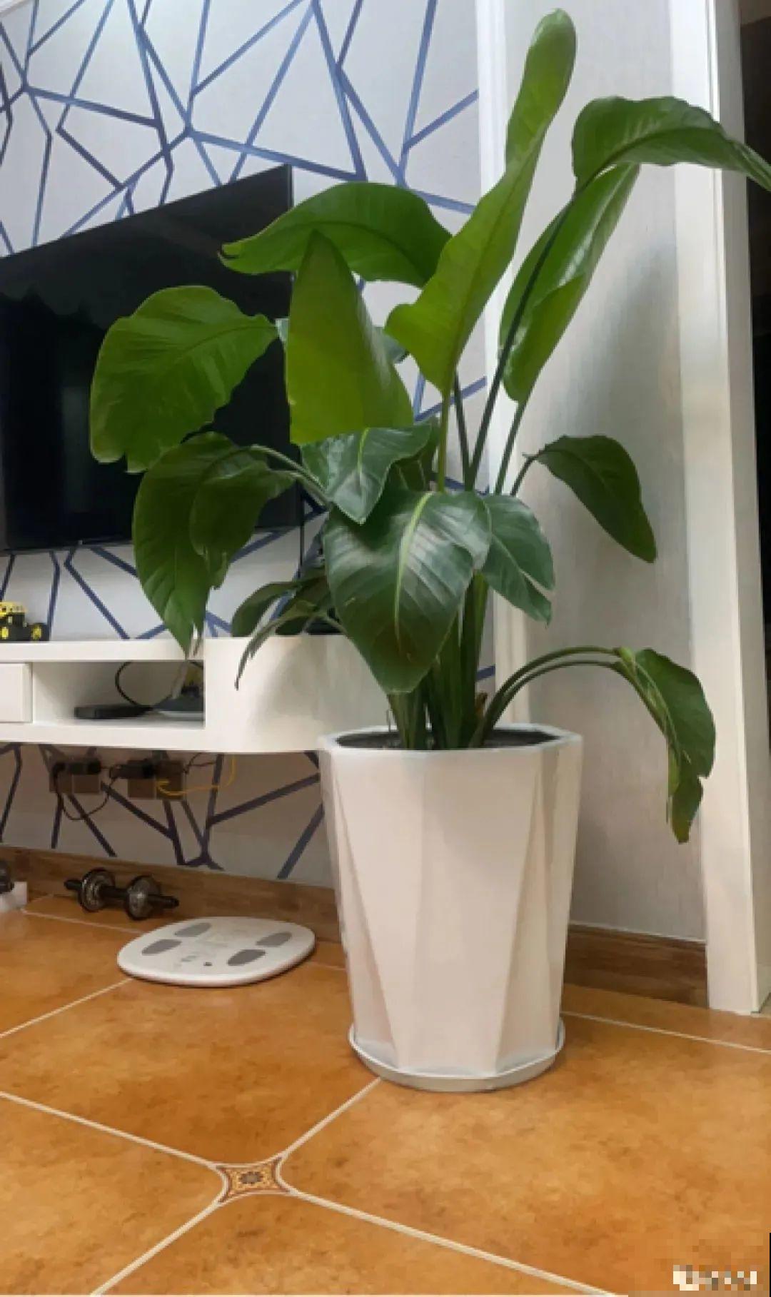 7种花养在家,可爱又个性,开花像小动物 7种花养在家,可爱又个性,开花像小动物