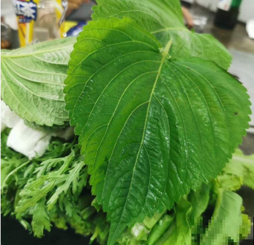 6种盆栽能吃,掐掉一节很快冒新芽,味道芳香营养丰富 6种盆栽能吃,掐掉一节很快冒新芽,味道芳香营养丰富