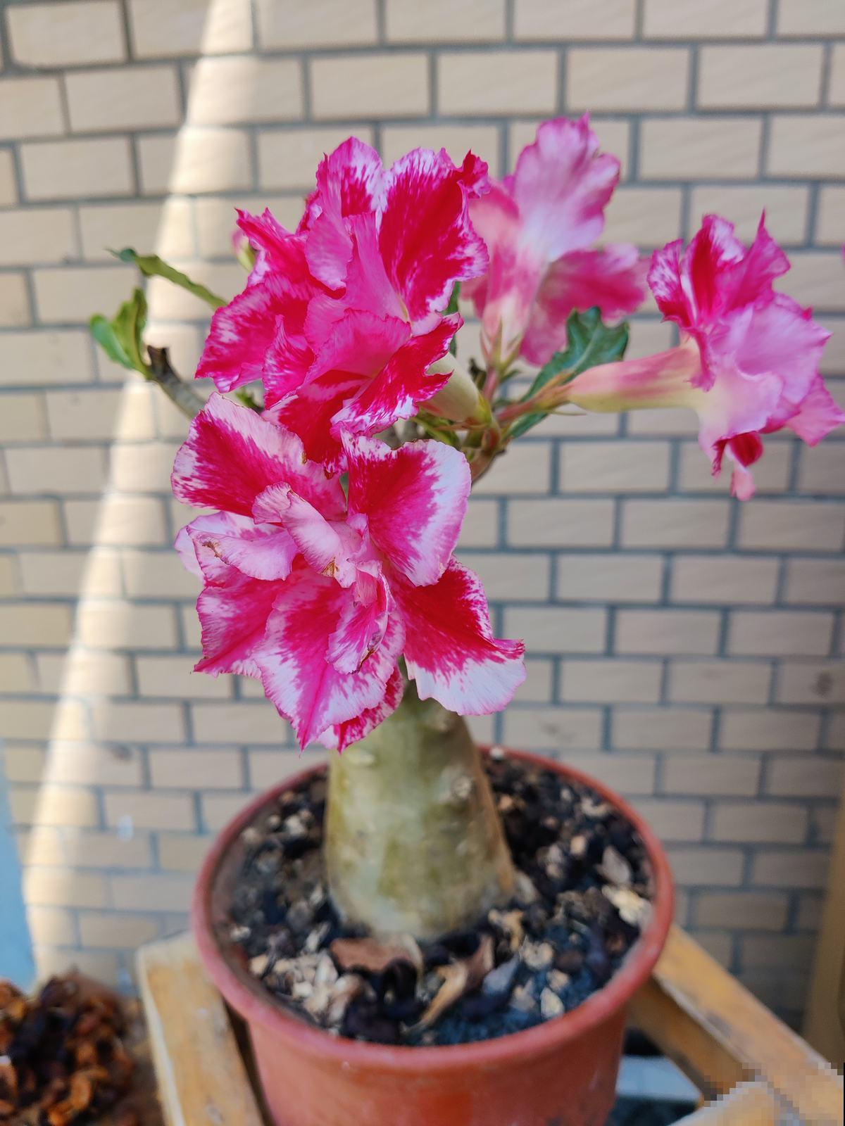 7种“富贵花”比人的寿命还长,养一盆在家里,成为传家宝 7种“富贵花”比人的寿命还长,养一盆在家里,成为传家宝