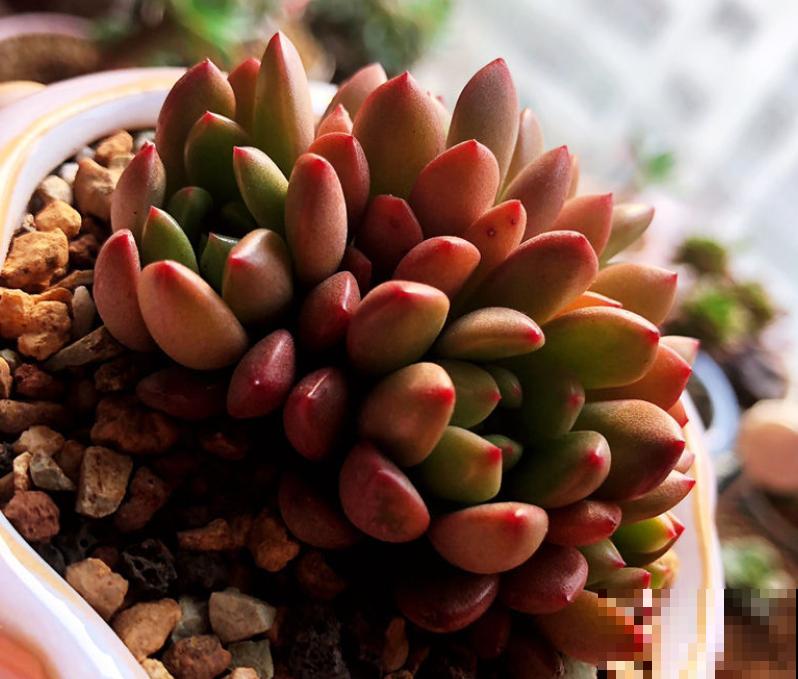 这多肉养好了，就像一碗“紫米饭”，看着就饱了！