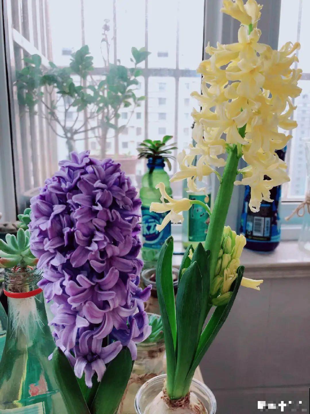 8种花养屋子里，满屋香味儿，雅致又唯美