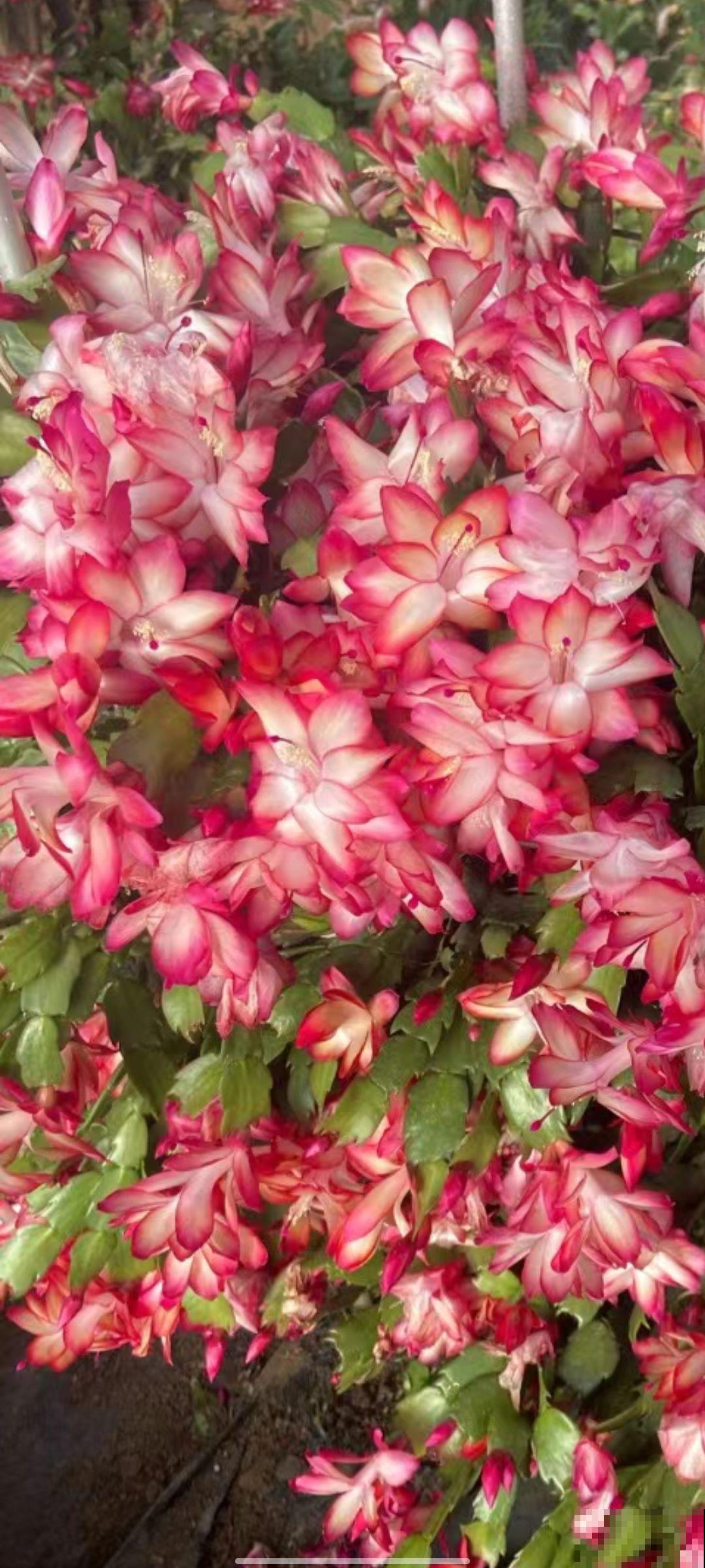 这5种人趁早放弃养花，白费时间和力气，天天净花冤枉钱