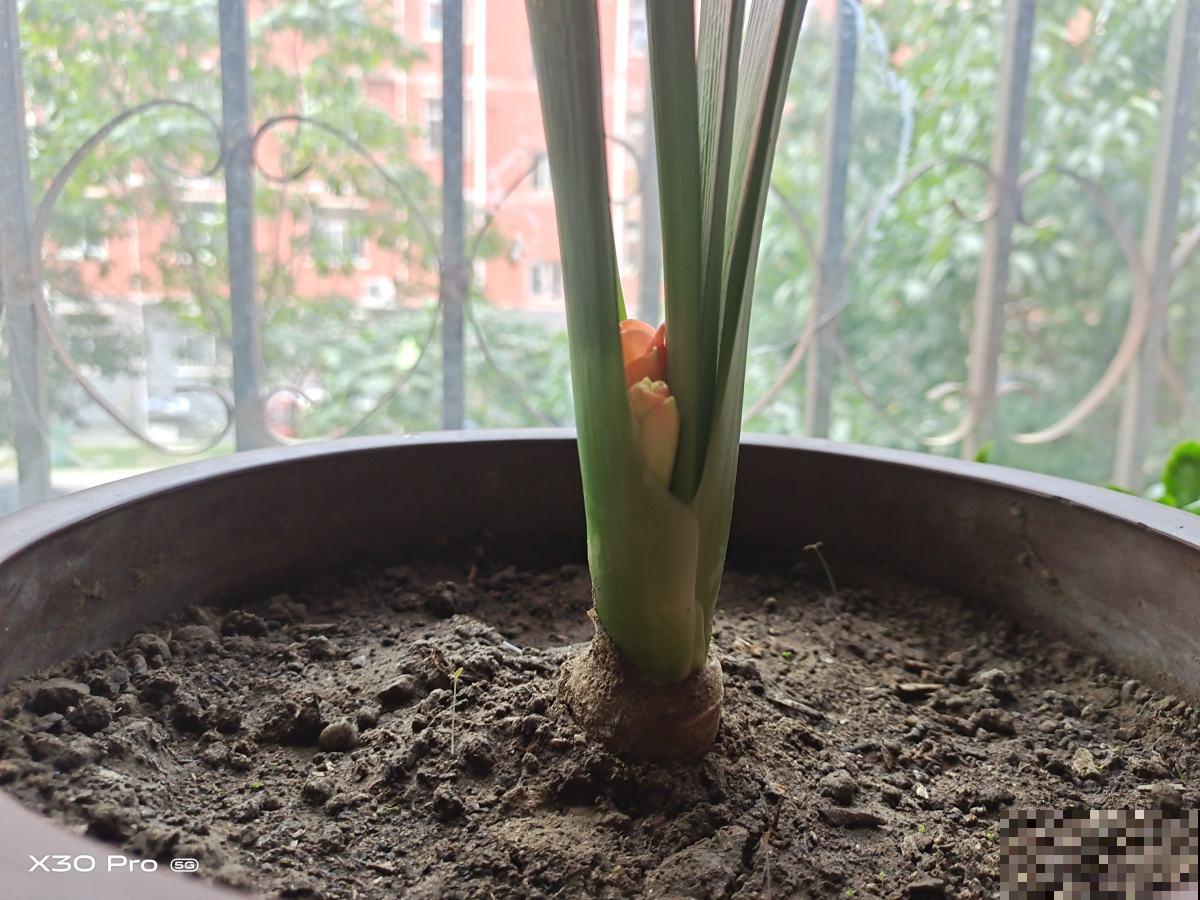 北方养花太难了！越冬难，浇水也麻烦，关键是养一盆死一盆