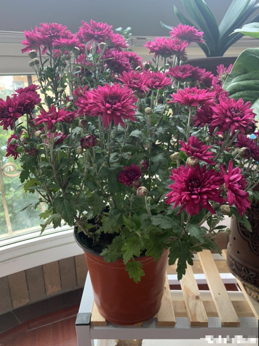 5种花盆,闷根又烂根,一养花就死掉 5种花盆,闷根又烂根,一养花就死掉