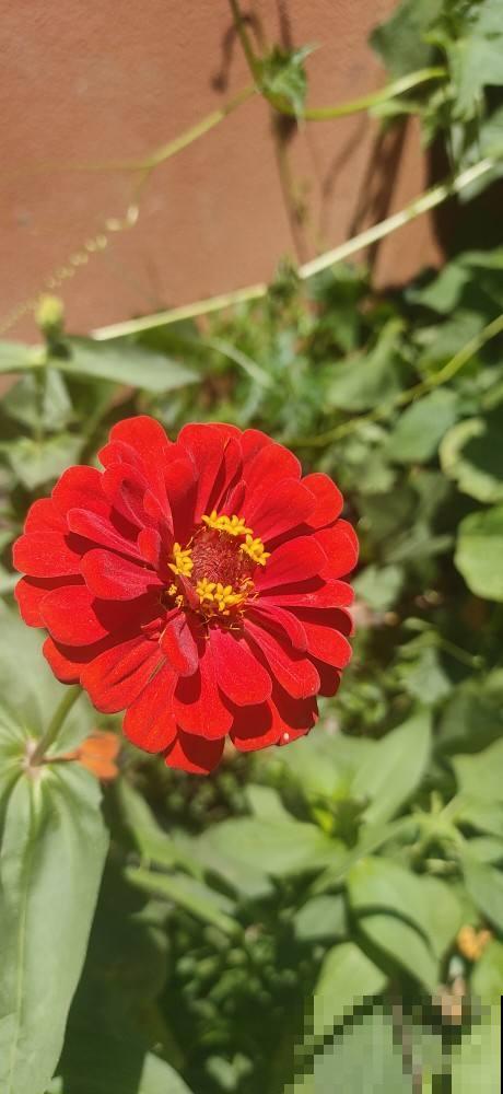 7种花，只有一年寿命，开完别留，不然浪费时间