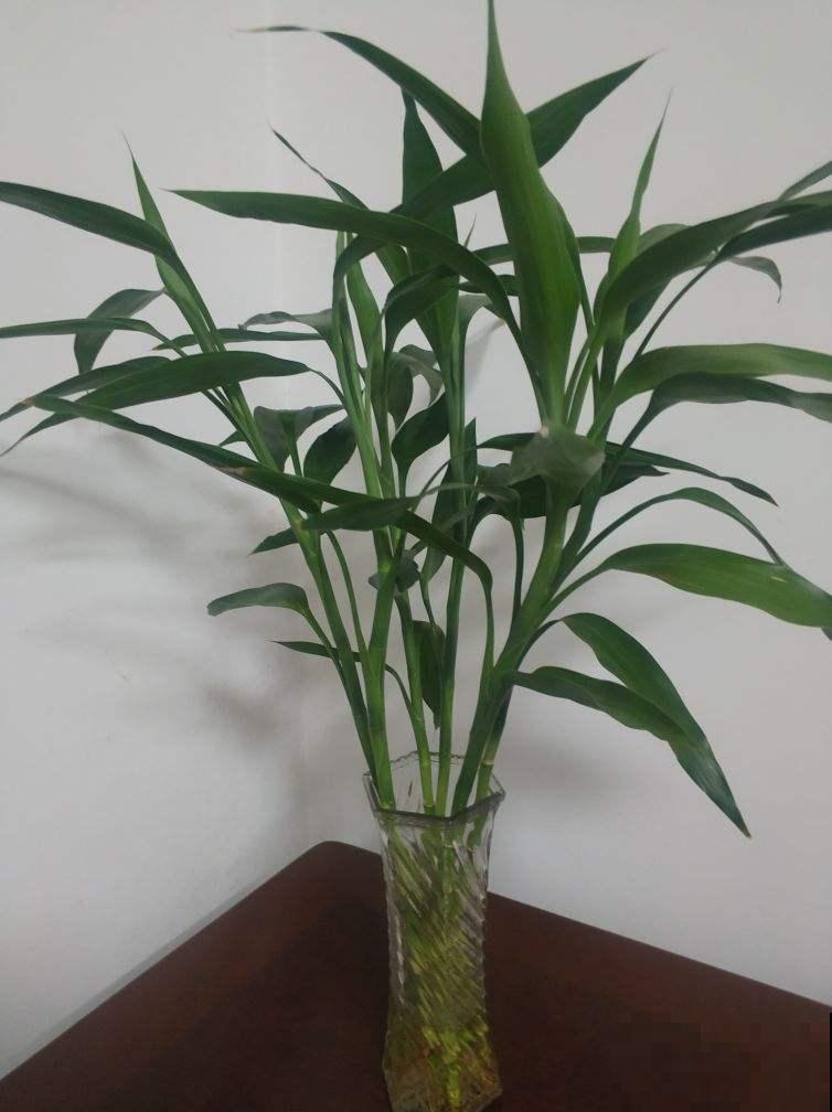 富贵竹买回家不要直接上盆,学会这5步,生根快不黄叶 富贵竹买回家不要直接上盆,学会这5步,生根快不黄叶