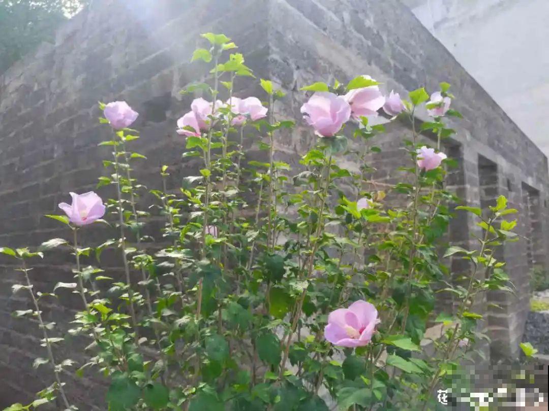 现在扦插8种花，生根快长得旺，冬春季节就开花