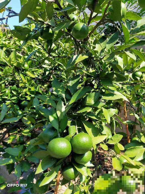 快过年了，家里养盆金灿灿的桔子树，吉祥又喜庆