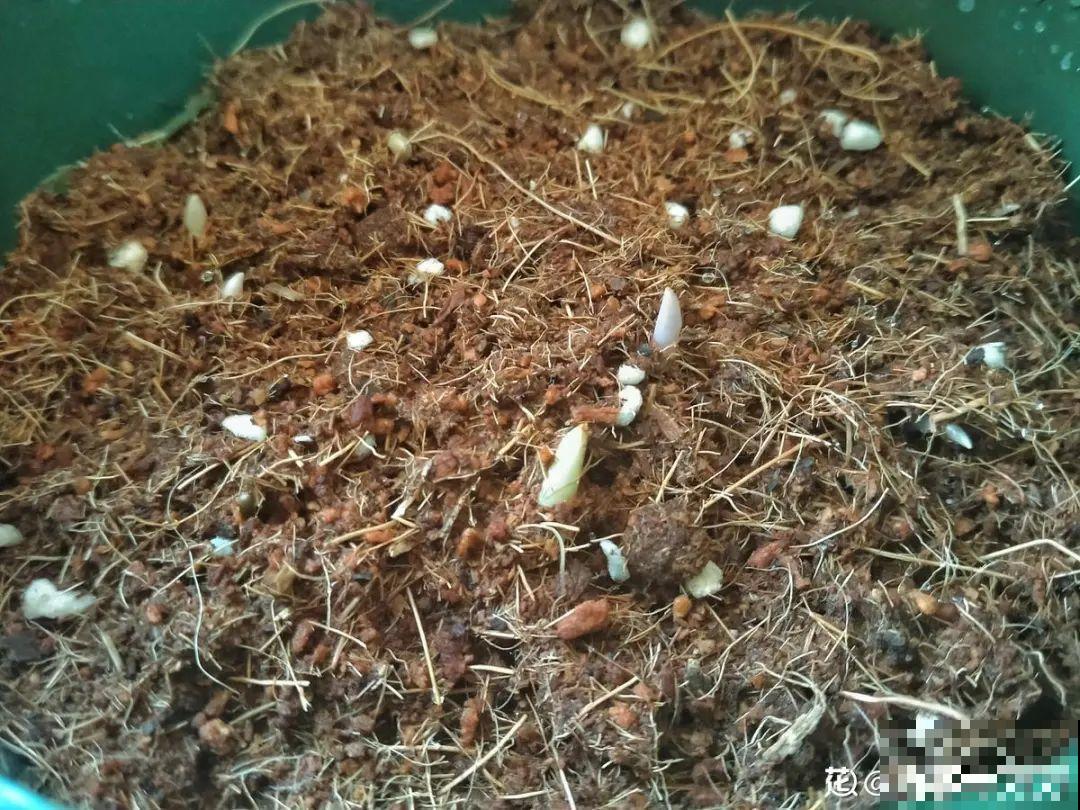 一把块根种土里，满枝条挂“铃铛”，开花满屋子高级香水味