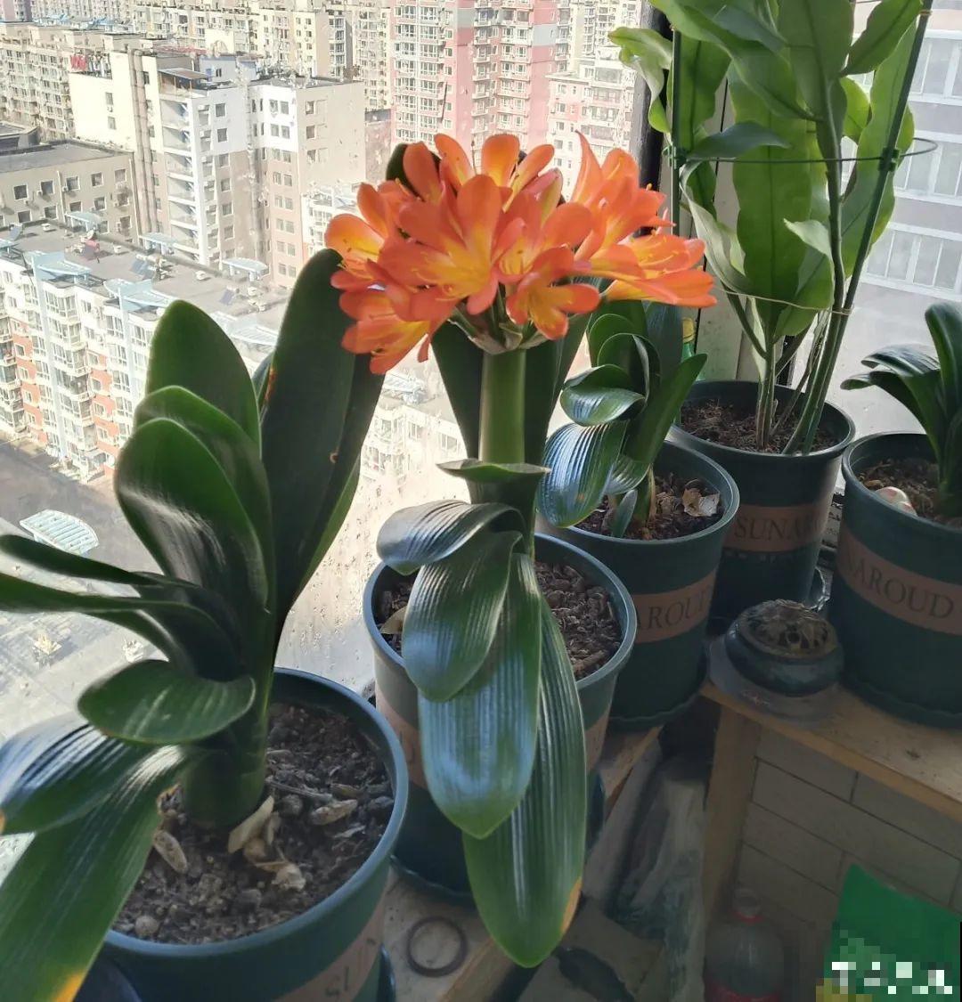 养君子兰就得学会6要点，叶子绿油亮，开花多又大