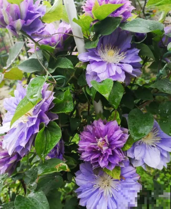 “花园三宝”之一,1年能开花上百天,冬天特别抗寒! “花园三宝”之一,1年能开花上百天,冬天特别抗寒!