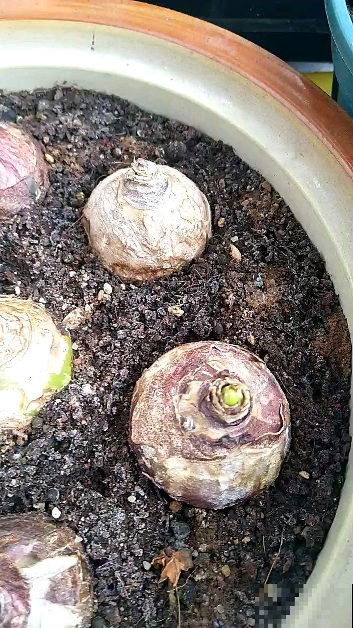 一个“洋葱头”埋土里，一个月就开花，满屋子是香味