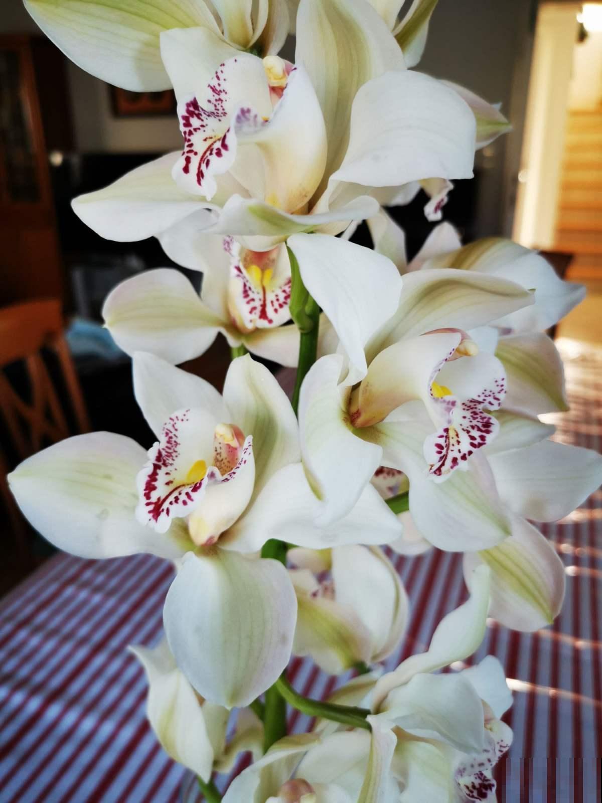 退休老人都爱的花，关键是好养爱爆盆，开花雍容还富贵