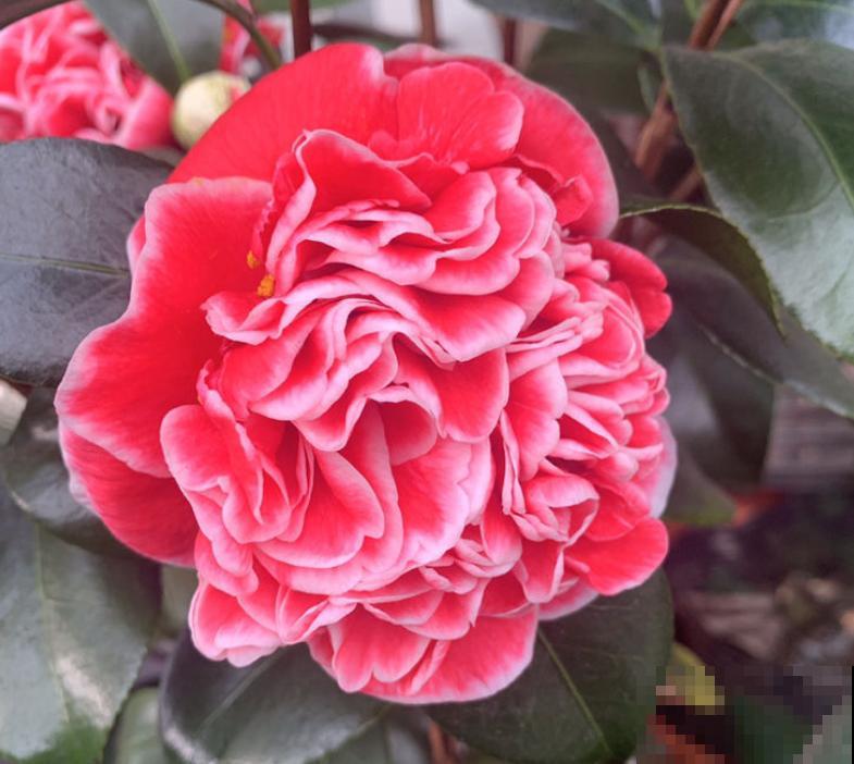 自带体香的5种花，家庭净化小能手，这下钱花的值