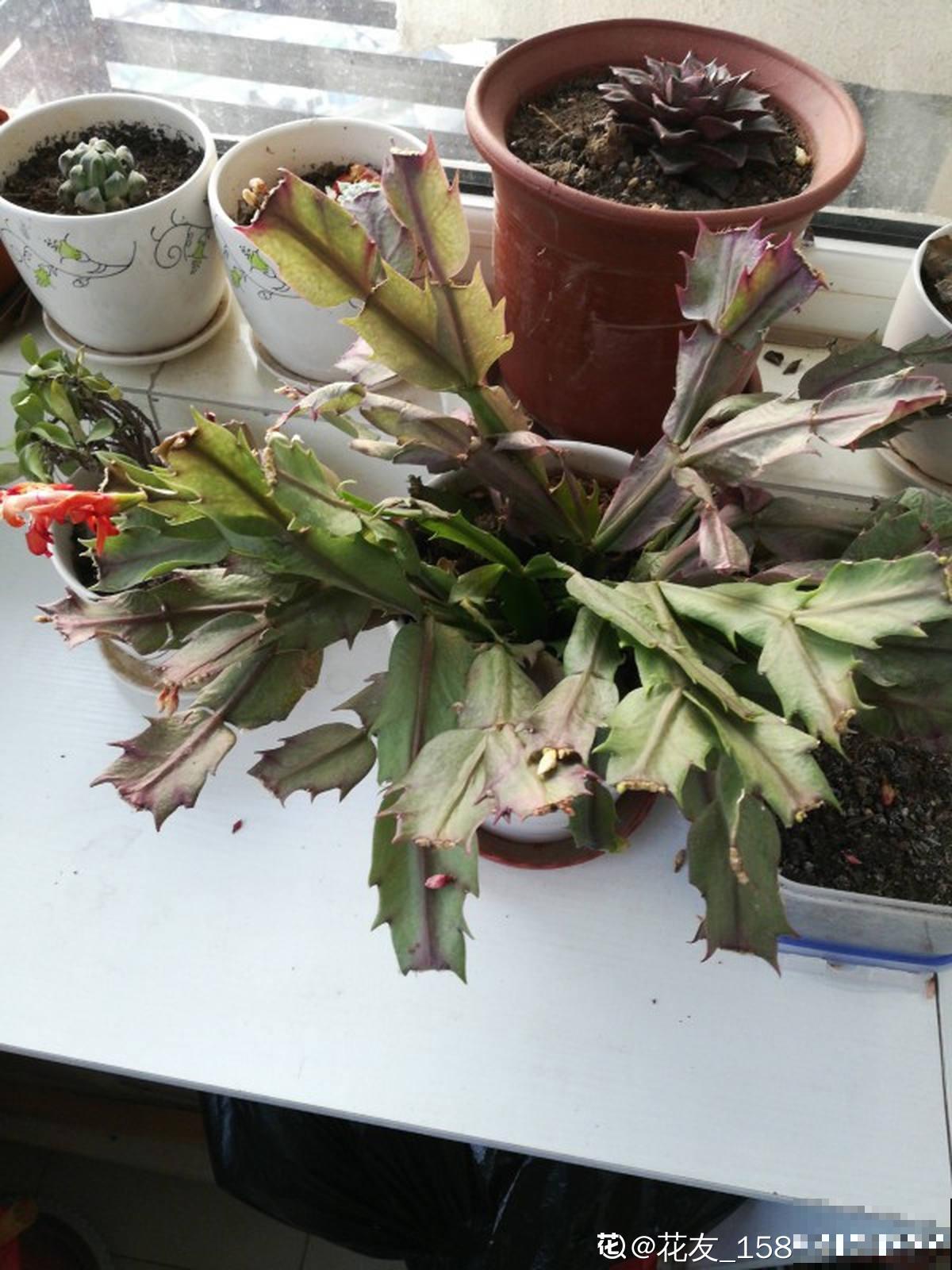 4个症状，汇总蟹爪兰秋季问题，对症下药才有效