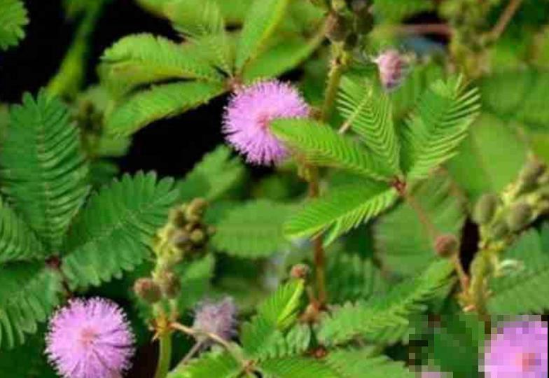 “10大不吉利”花排行榜，新手已经“退货”了，你家养过吗？