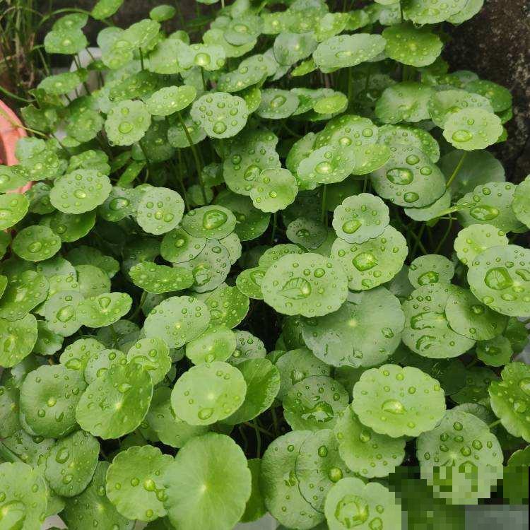 5种花有“聚财”说法，养在家里有好兆头，好运满满