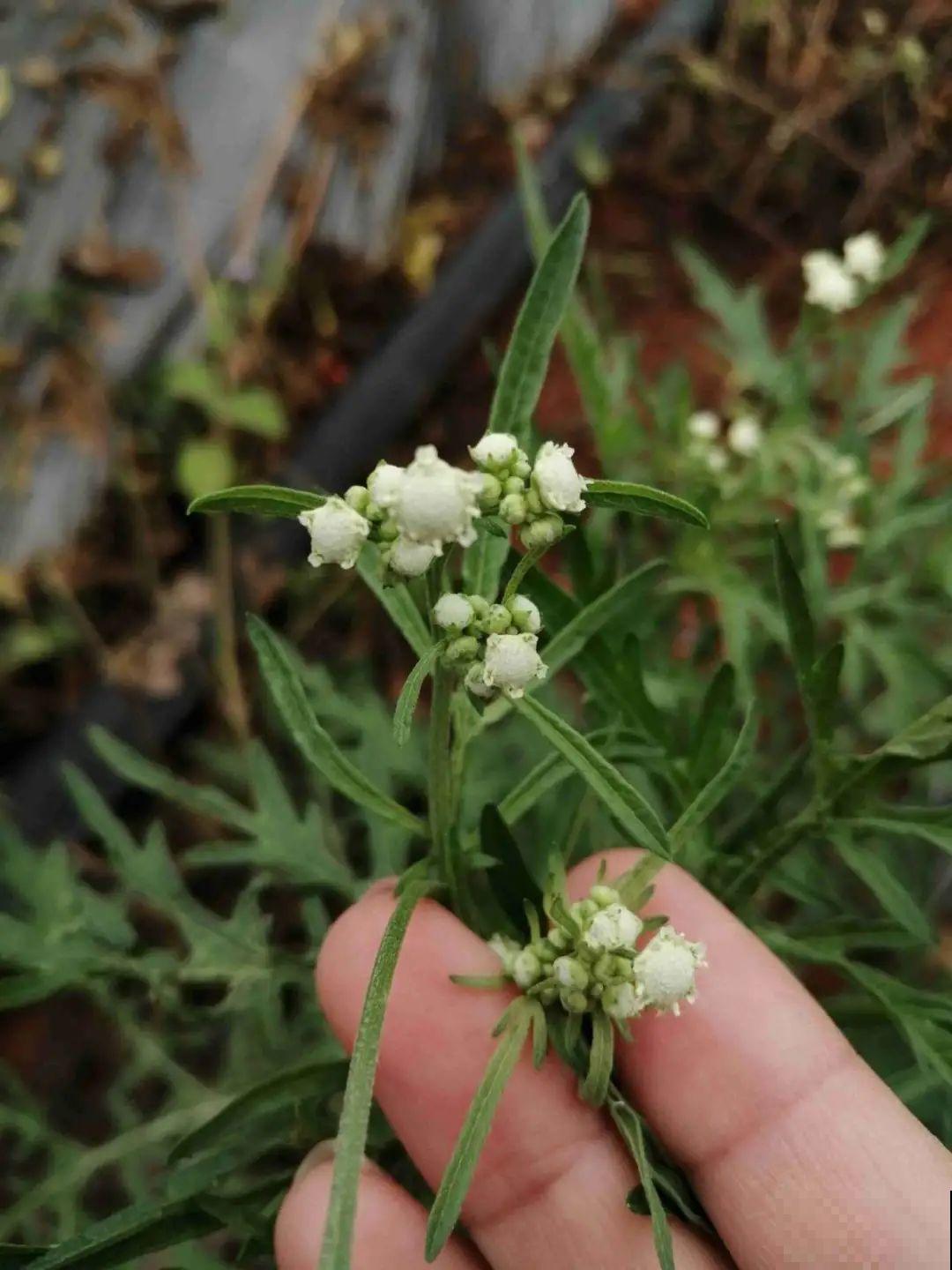 河南等地遭“恶魔之花”入侵，看到之后赶紧报告，不然会有大麻烦