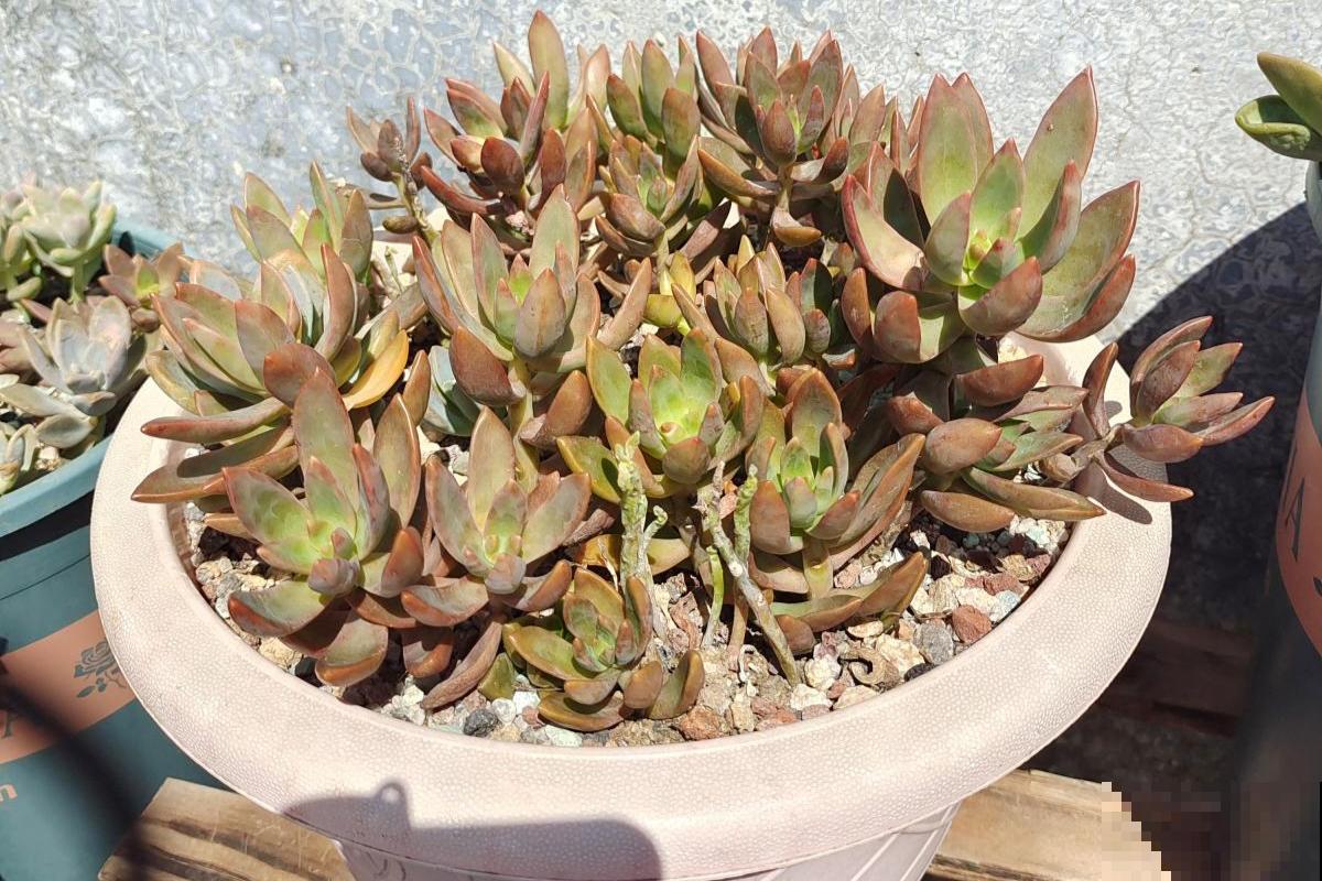 秋天的多肉还“瘦不拉几”,学会4个方法,多肉胖乎乎招人爱 秋天的多肉还“瘦不拉几”,学会4个方法,多肉胖乎乎招人爱