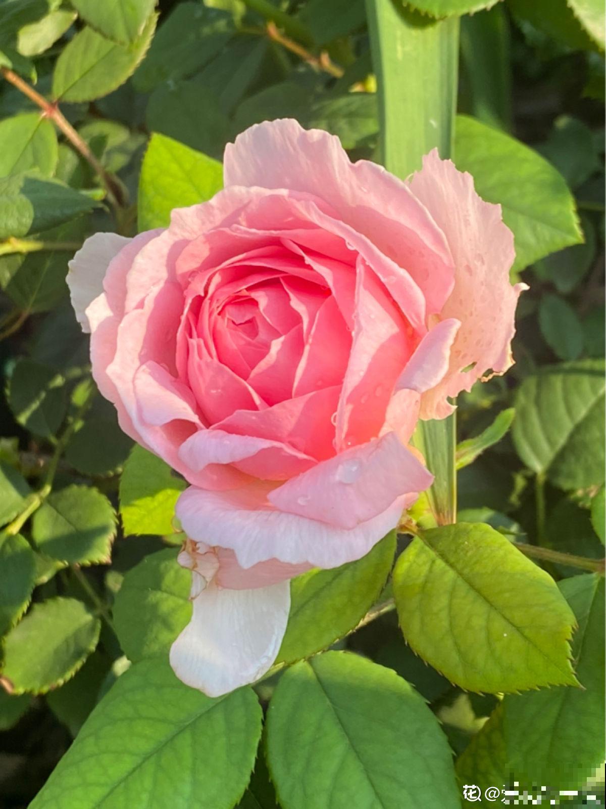 玫瑰、月季、蔷薇傻傻分不清，只要3个方法，一眼就认出来