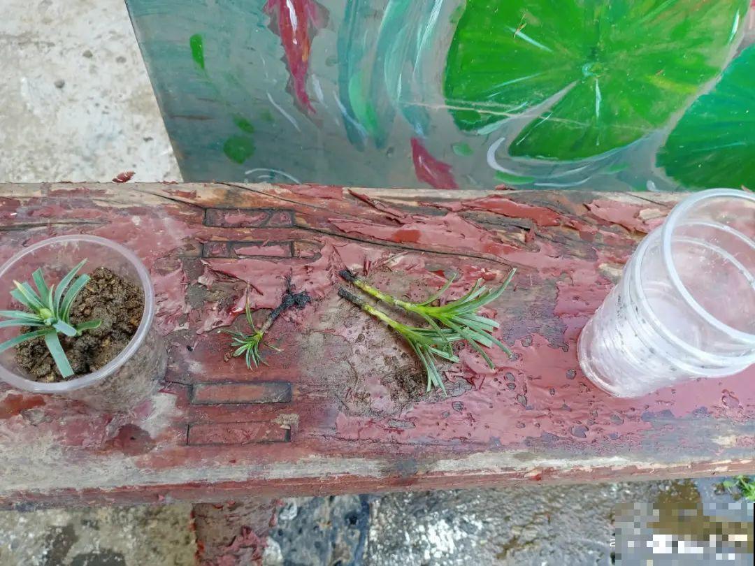 5种花,要是秋天不扦插,错过还得等1年! 5种花,要是秋天不扦插,错过还得等1年!