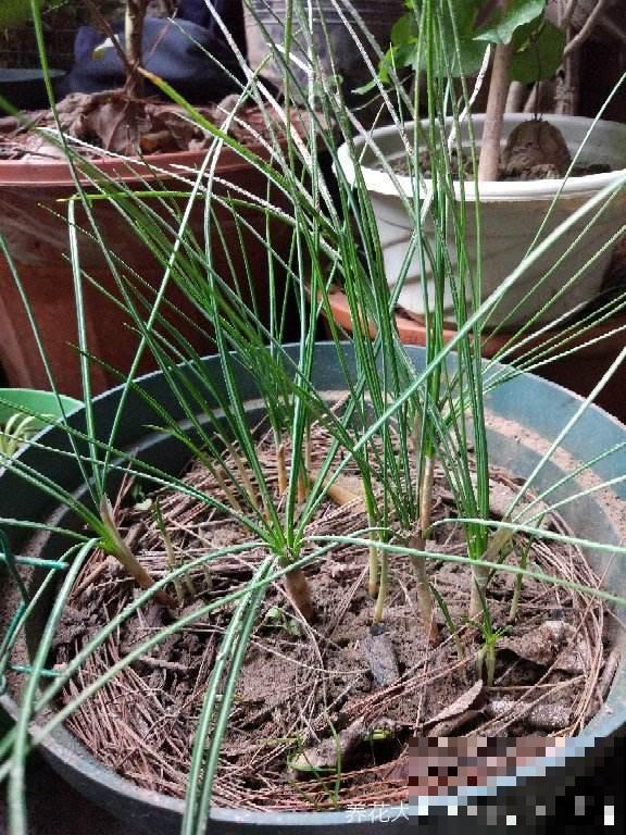 喜欢养花的女人,就养一盆番红花,养人养身心 喜欢养花的女人,就养一盆番红花,养人养身心