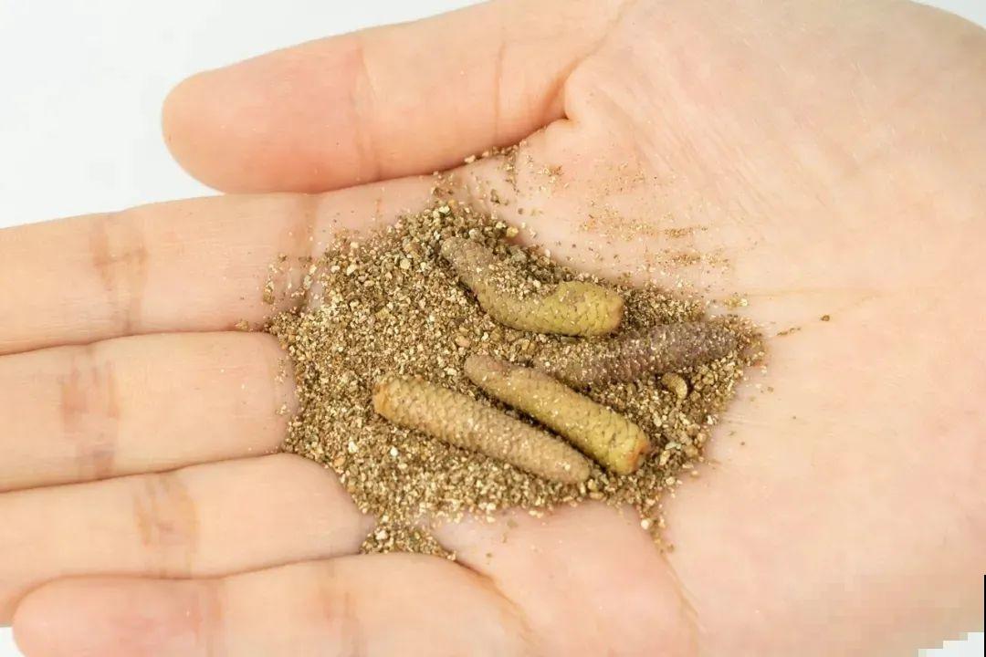 长筒花是“室内花量王者”，没光也能开爆盆，阳台党福音