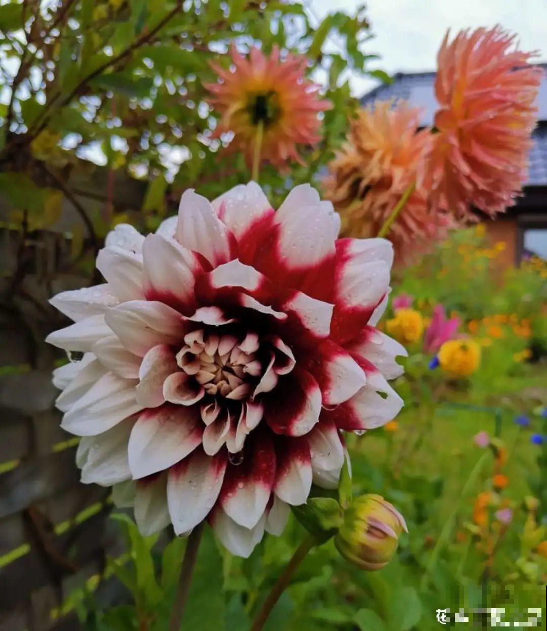 带着父母回农村，把老院子种满花，过简单生活