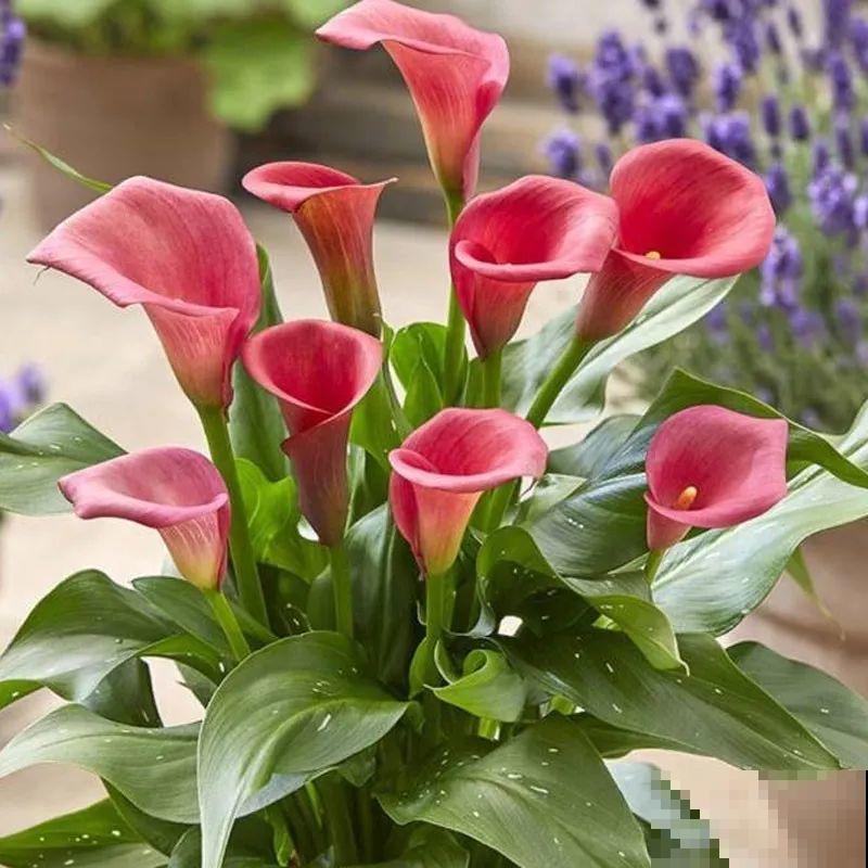 颜值超高的马蹄莲，开花大气优雅，气质满满能开半年