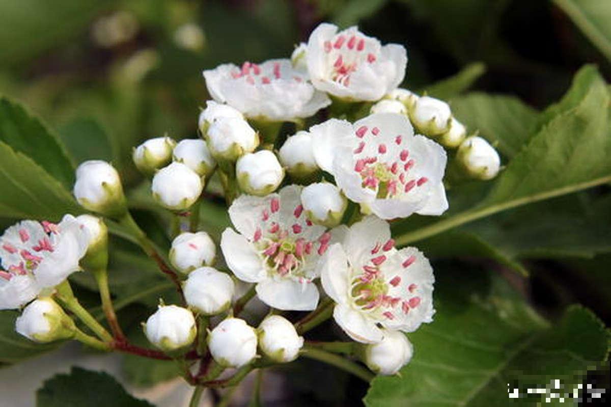 6个步骤,教你在家种山楂,拥有秋冬“标配”水果 6个步骤,教你在家种山楂,拥有秋冬“标配”水果